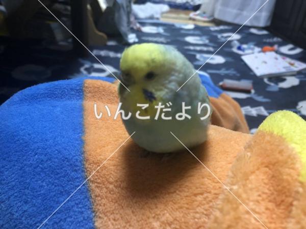 迷い鳥の写真