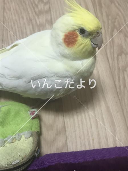 迷い鳥の写真