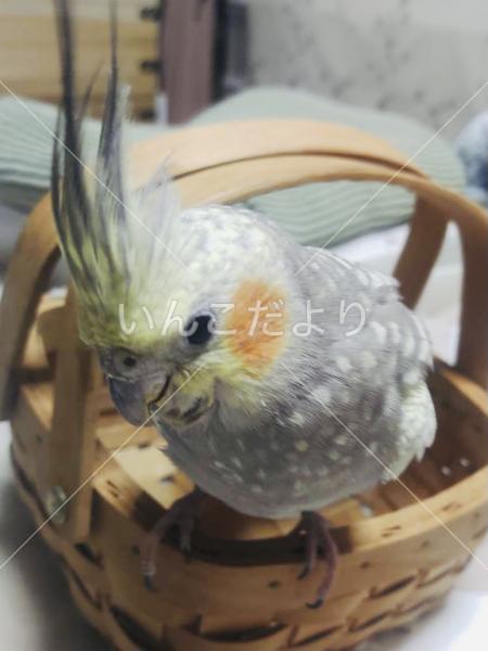 迷い鳥の写真