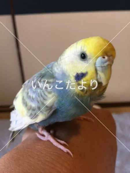 保護鳥の写真