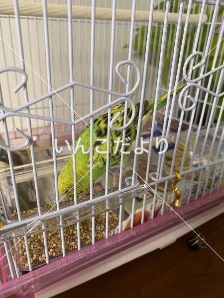 保護鳥の写真