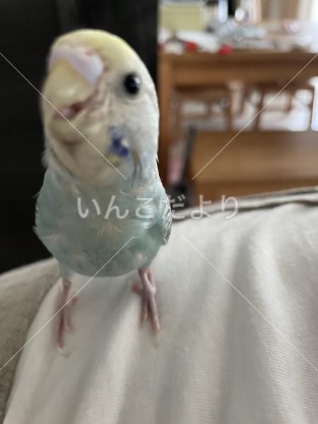 迷い鳥の写真