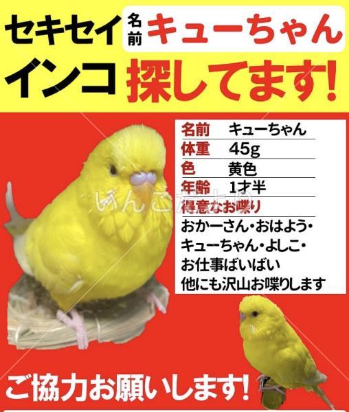 迷い鳥の写真
