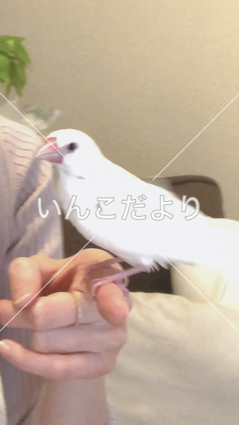 迷い鳥の写真
