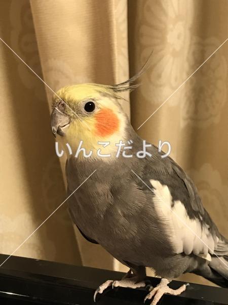 迷い鳥の写真