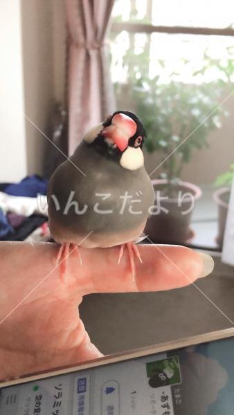 迷い鳥の写真