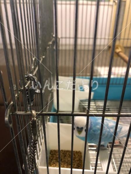 保護鳥の写真