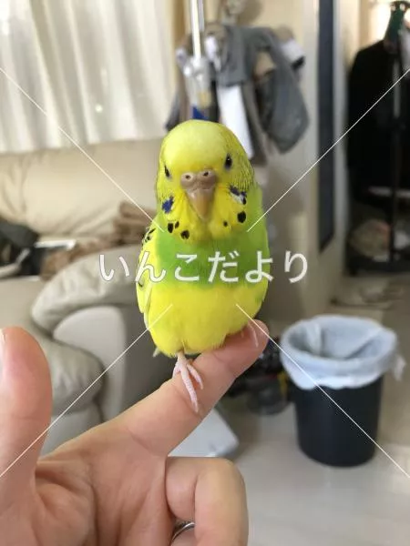 迷い鳥の写真