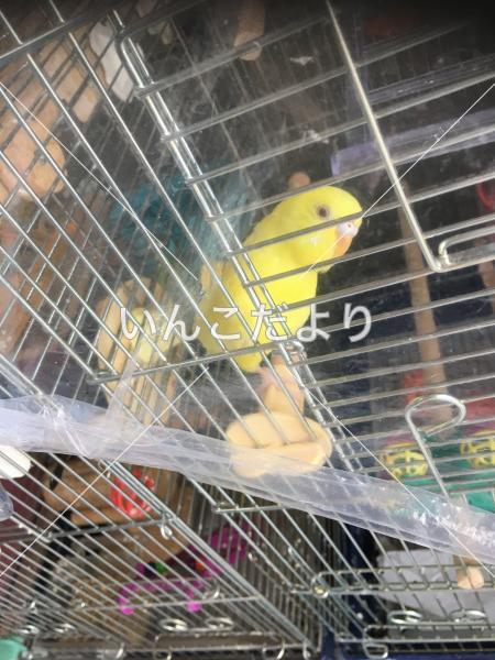 迷い鳥の写真