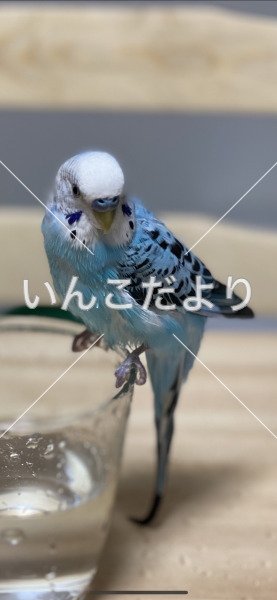迷い鳥の写真