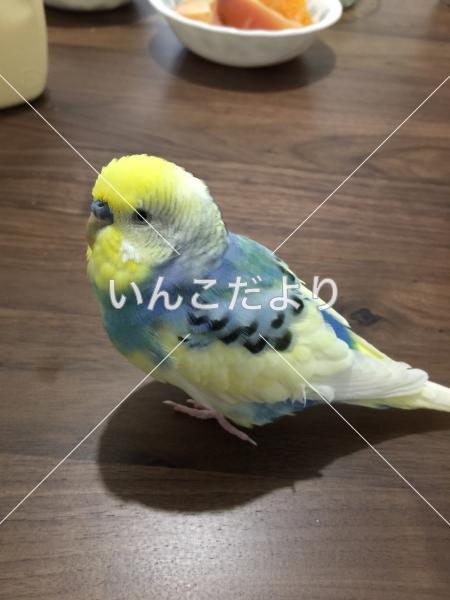 迷い鳥の写真