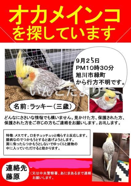 迷い鳥の写真