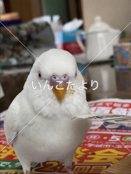 迷い鳥の写真