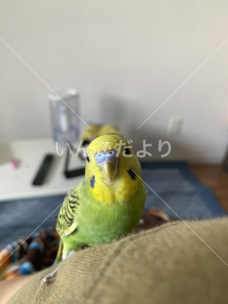 迷い鳥の写真