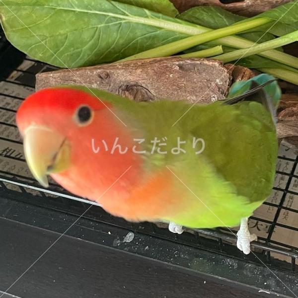 迷い鳥の写真