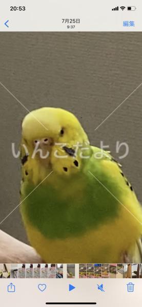 迷い鳥の写真