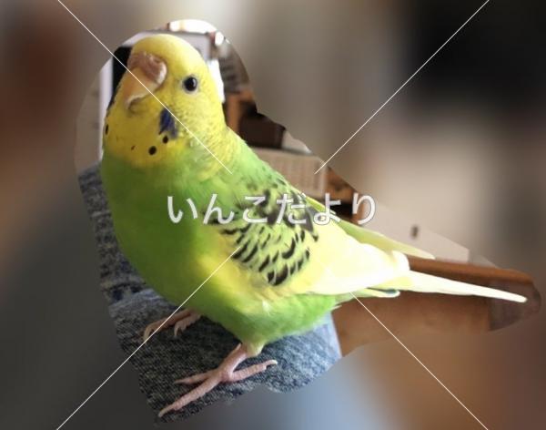 迷い鳥の写真