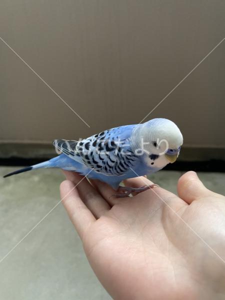 保護鳥の写真