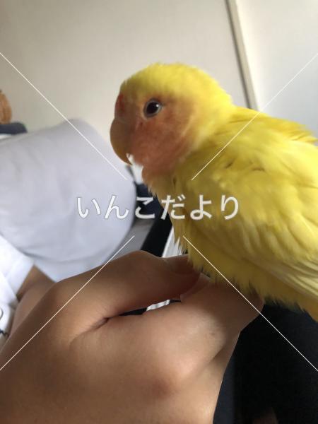 保護鳥の写真