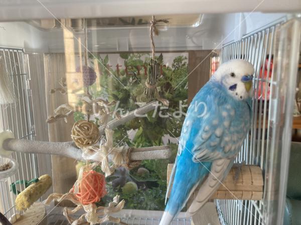 迷い鳥の写真