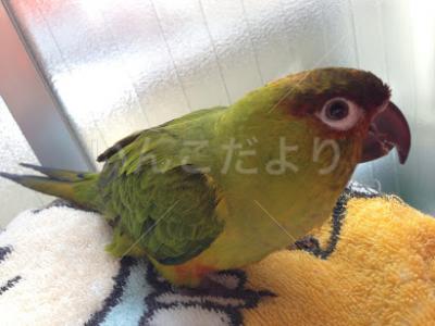 迷い鳥の写真