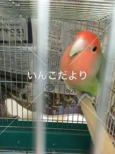 保護鳥の写真