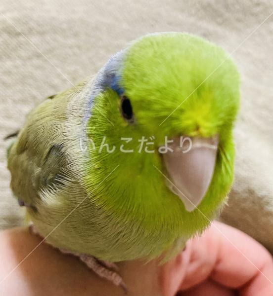 迷い鳥の写真