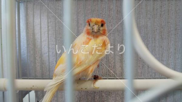 保護鳥の写真