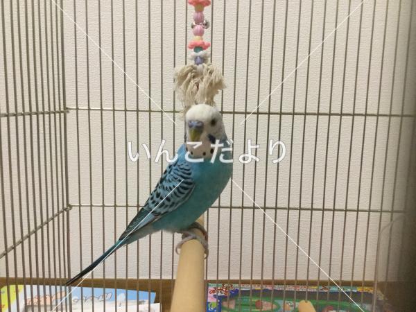 保護鳥の写真