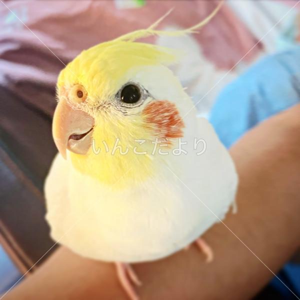 迷い鳥の写真