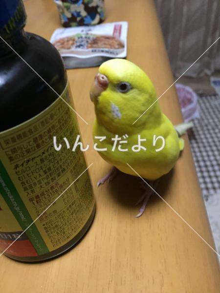 迷い鳥の写真