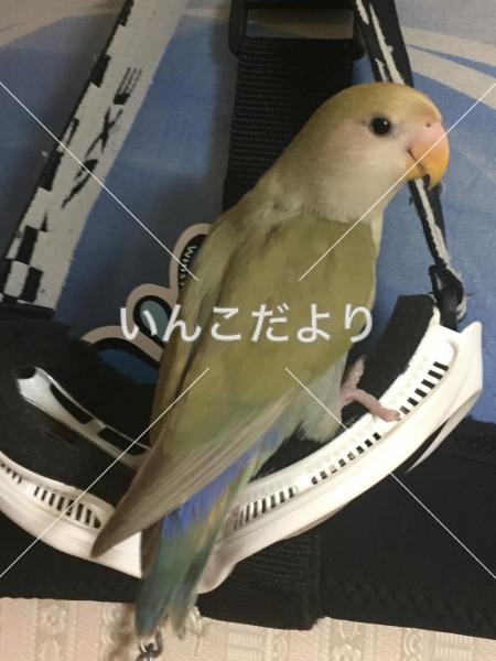 迷い鳥の写真