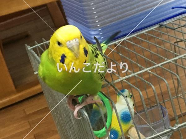 迷い鳥の写真