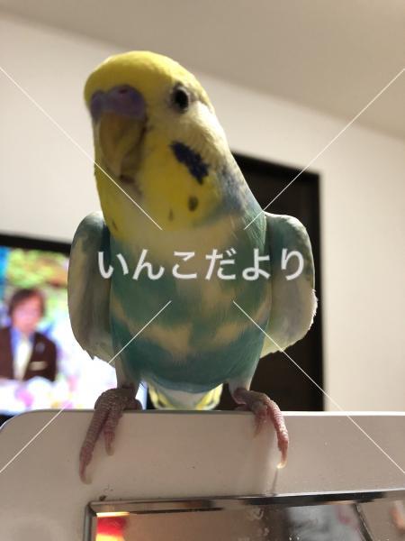 迷い鳥の写真