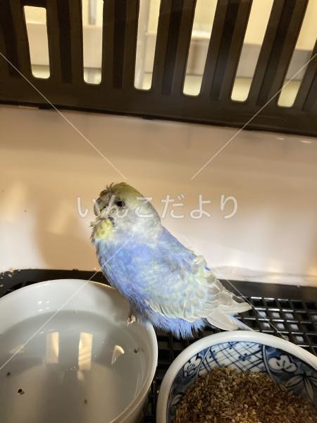 保護鳥の写真