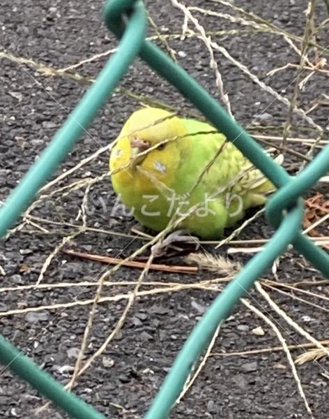 保護鳥の写真