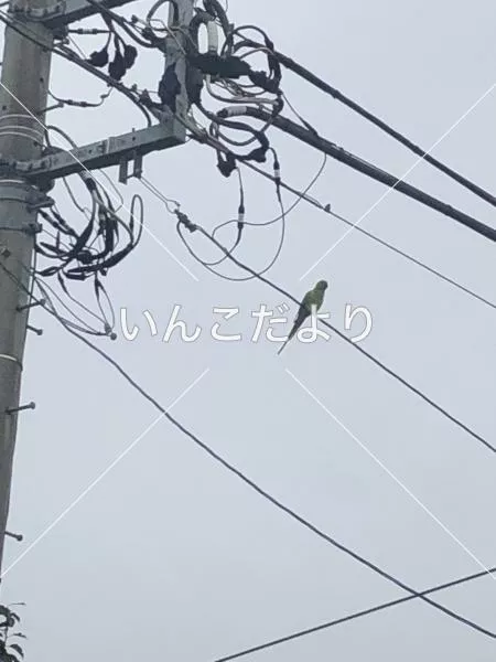 迷い鳥の写真