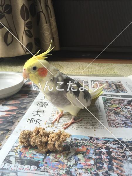 迷い鳥の写真