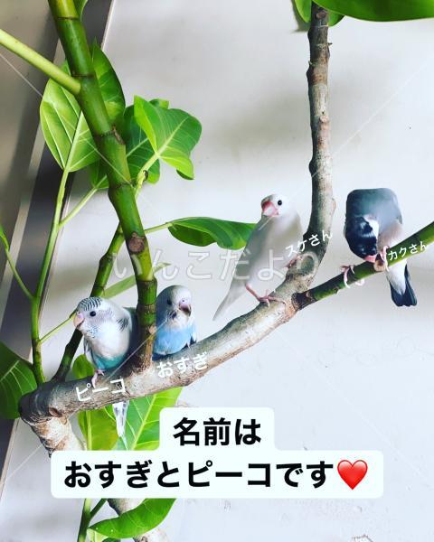 迷い鳥の写真