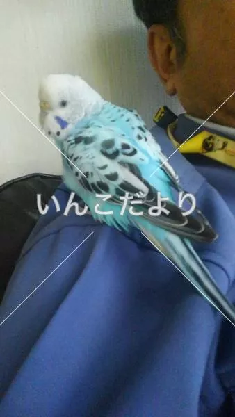 保護鳥の写真