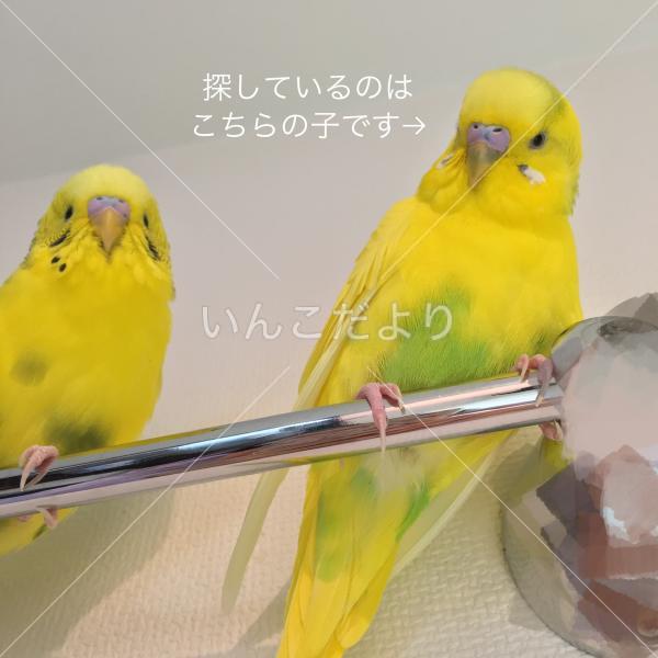 迷い鳥の写真
