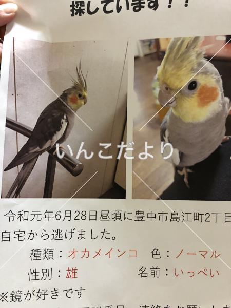 迷い鳥の写真