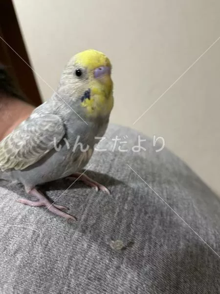 保護鳥の写真