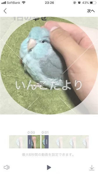 迷い鳥の写真