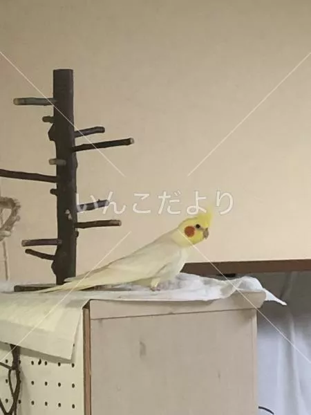 迷い鳥の写真