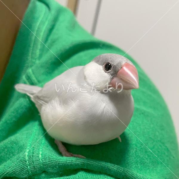迷い鳥の写真