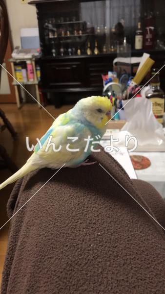 迷い鳥の写真
