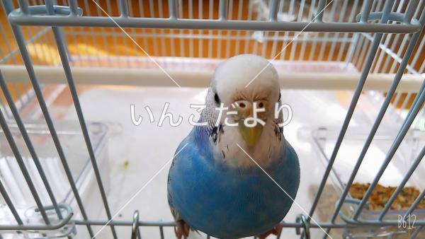 迷い鳥の写真