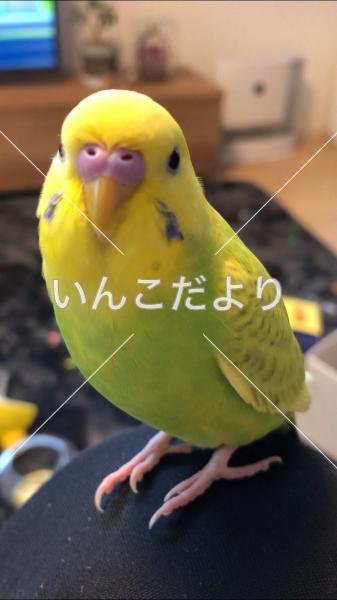 迷い鳥の写真