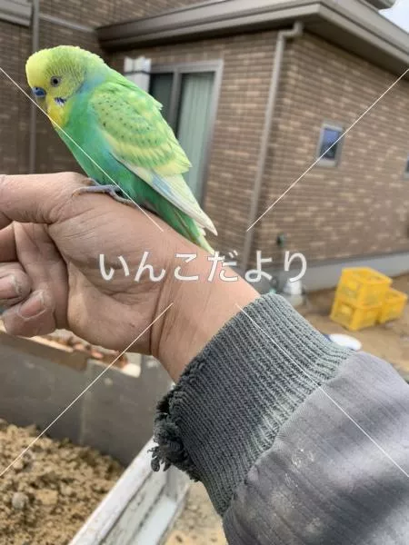 保護鳥の写真